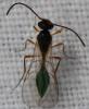 Aclista sp.